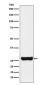 Anti-GSTM1 Rabbit Monoclonal Antibody